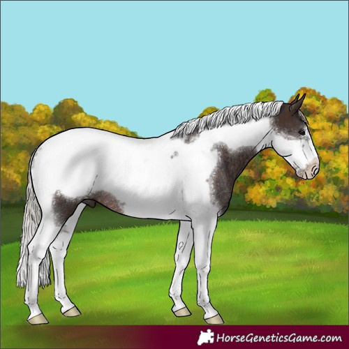 Horse Color:Silver Brown Tobiano Frame Rabicano 