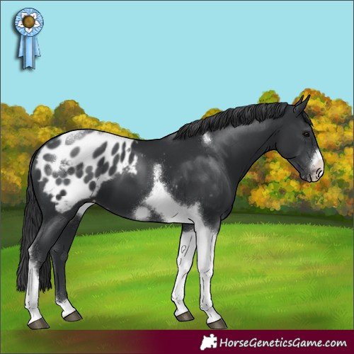 Horse Color:Black Tobiano Frame Blanket