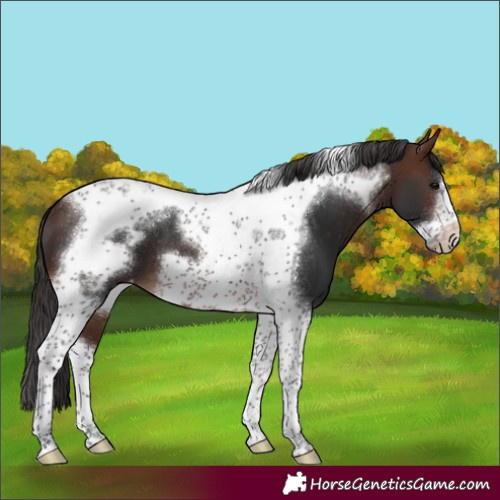 Horse Color:Brown Tobiano Frame Varnish 