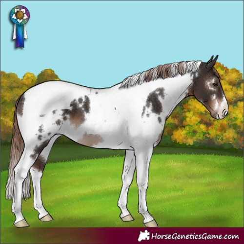 Horse Color:White Spotted Liver Chestnut Tobiano 