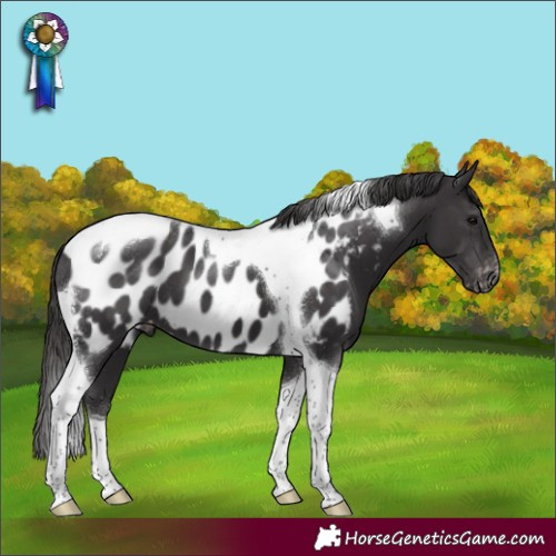 Horse Color:Smoky Black Tobiano Appaloosa 