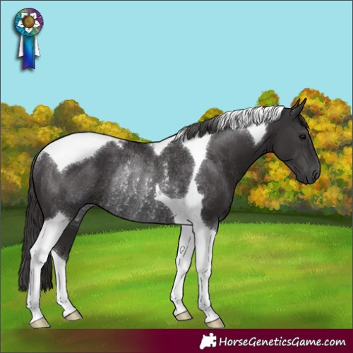 Horse Color:Smoky Black Tobiano Rabicano
