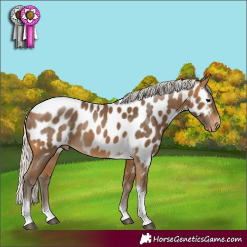 Horse Color:Silver Buckskin Tobiano Appaloosa