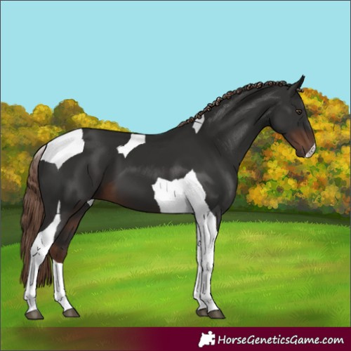 Horse Color:Liver Chestnut Tobiano 