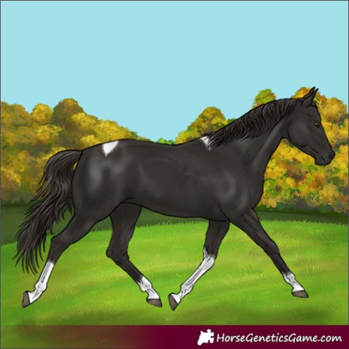 Horse Color:Liver Chestnut Tobiano