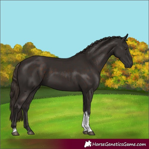 Horse Color:Liver Chestnut Tobiano 
