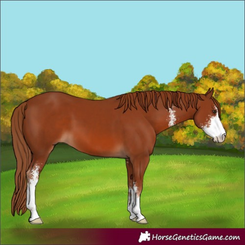 Horse Color:Chestnut Sabino 
