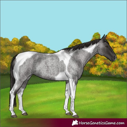 Horse Color:Liver Red Roan Tobiano 