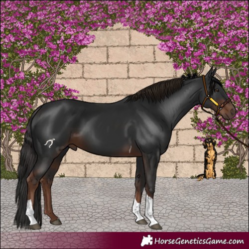 Horse Color:Liver Chestnut Tobiano 