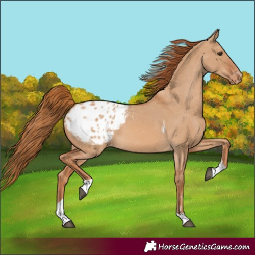 Horse Color:Red Dun Tobiano Blanket 