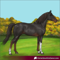 Horse Color:Liver Chestnut Tobiano 