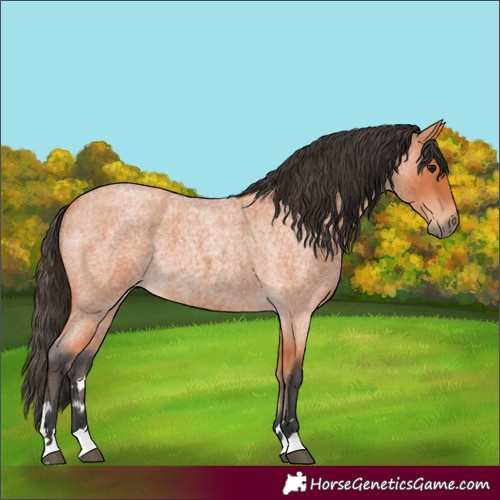 Horse Color:Bay Roan