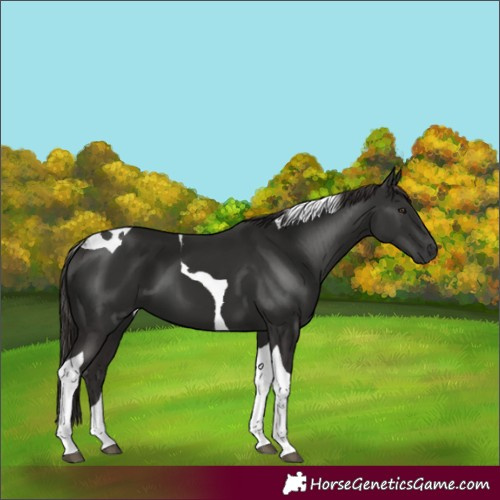 Horse Color:Liver Chestnut Tobiano