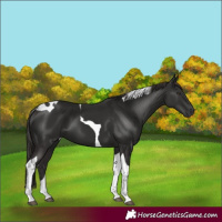 Horse Color:Liver Chestnut Tobiano 