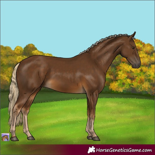 Horse Color:Chocolate Palomino 