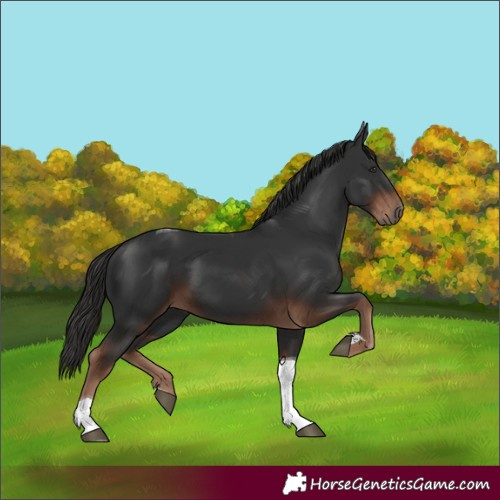 Horse Color:Liver Chestnut Tobiano 