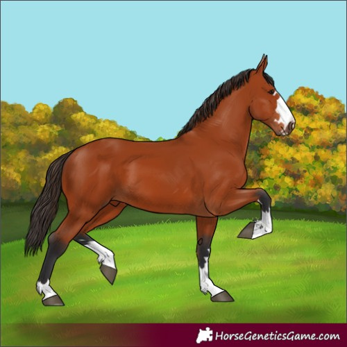 Horse Color:Bay 