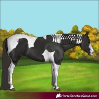 Horse Color:Liver Chestnut Tobiano