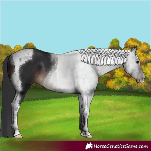 Horse Color:Brown Tobiano