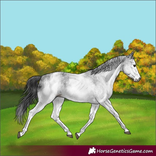 Horse Color:Unknown 