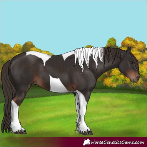 Horse Color:Liver Chestnut Tobiano
