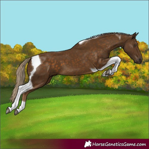 Horse Color:Chocolate Palomino Tobiano 