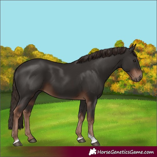 Horse Color:Liver Chestnut Tobiano 