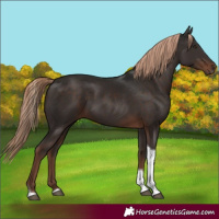 Horse Color:Liver Chestnut Tobiano