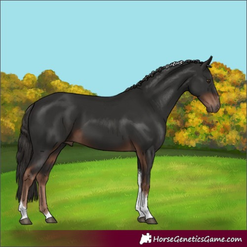 Horse Color:Liver Chestnut Tobiano