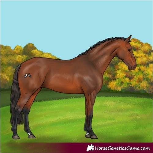 Horse Color:Bay 