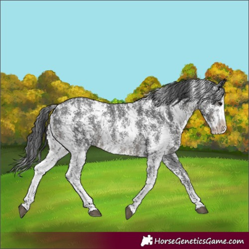 Horse Color:Black Sabino 