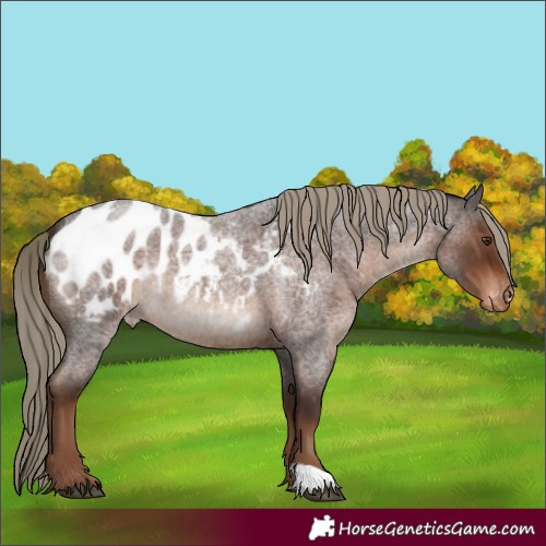 Horse Color:Liver Red Roan Appaloosa