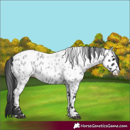 Horse Color:Blue Roan Splash Near Leopard Rabicano