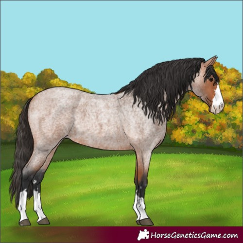 Horse Color:Bay Roan 