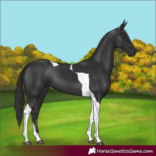 Horse Color:Liver Chestnut Tobiano
