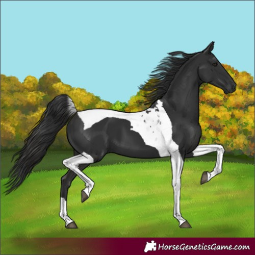 Horse Color:Liver Chestnut Tobiano