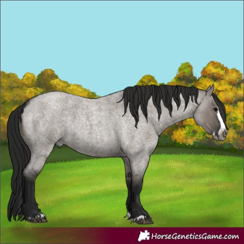 Horse Color:Gray Grullo Roan Splash