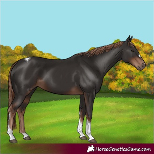 Horse Color:Liver Chestnut Tobiano 