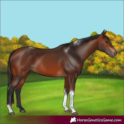 Horse Color:Bay Tobiano 