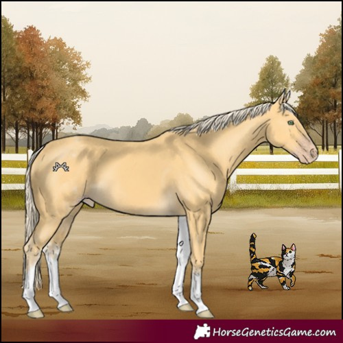 Horse Color:Unknown 