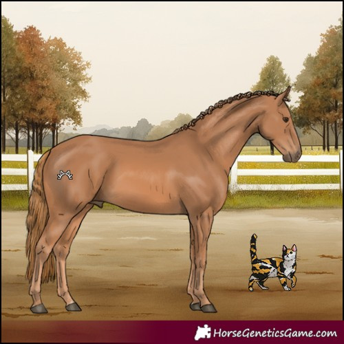 Horse Color:Unknown 