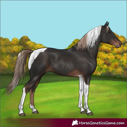 Horse Color:Liver Chestnut Tobiano