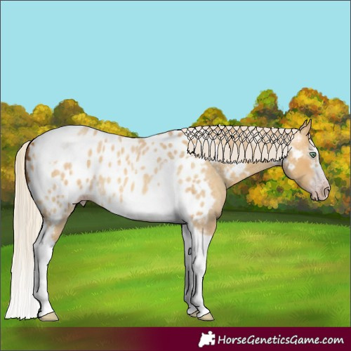 Horse Color:Gray Silver Amber Cream Champagne Roan Dun Splash Tobiano Frame Near Leopard Rabicano
