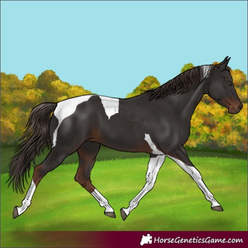 Horse Color:Liver Chestnut Tobiano 