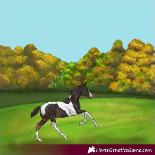 Horse Color:Liver Chestnut Tobiano 
