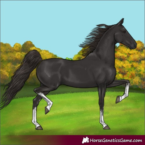 Horse Color:White Spotted Liver Chestnut 