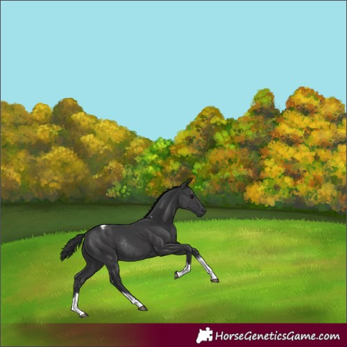 Horse Color:Black Tobiano Rabicano 