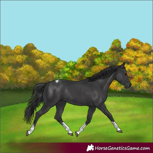 Horse Color:Black Tobiano Rabicano 