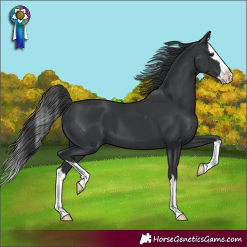 Horse Color:Black Splash 