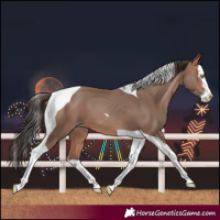 Horse Color:Sable Champagne Splash Tobiano 